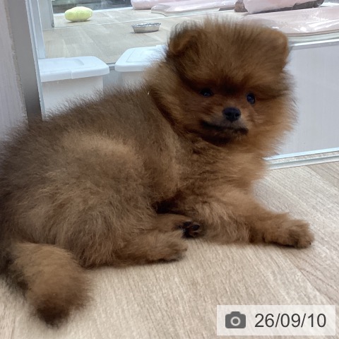 宮城県のポメラニアン (ペットプラス 仙台上杉店/2026年7月8日生まれ/男の子/オレンジ)の子犬の4枚目の画像