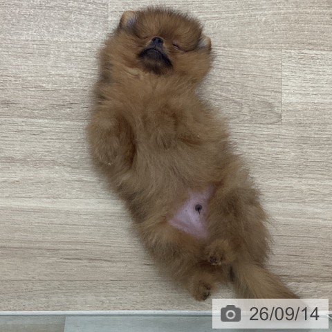 宮城県のポメラニアン (ペットプラス 仙台上杉店/2026年7月8日生まれ/男の子/オレンジ)の子犬の3枚目の画像