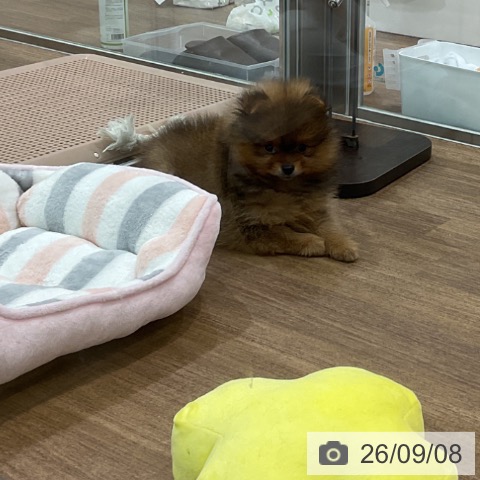 埼玉県のポメラニアン (ペッツワン 吉川美南店/2026年7月8日生まれ/女の子/オレンジ)の子犬の3枚目の画像