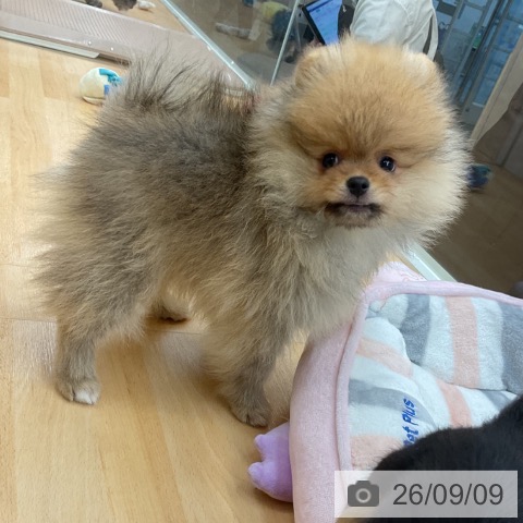 ポメラニアンの写真