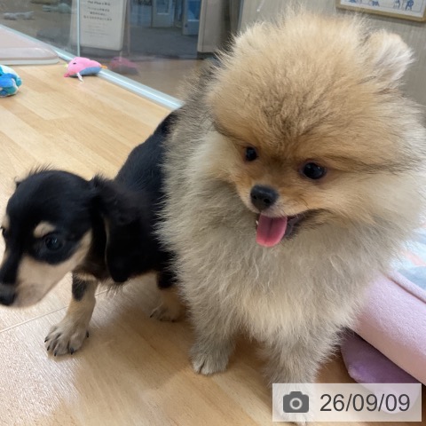 ポメラニアンの写真