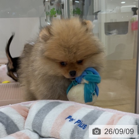 ポメラニアンの写真