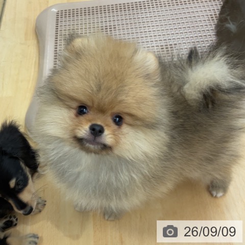 ポメラニアンの写真
