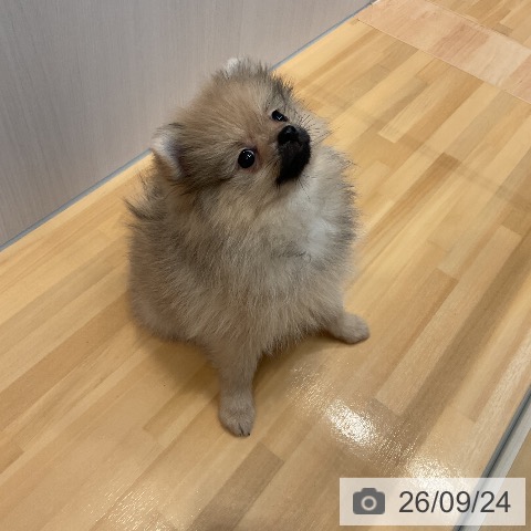 山形県のポメラニアン (ペットプラス 天童店/2026年7月7日生まれ/女の子/オレンジ)の子犬の4枚目の画像