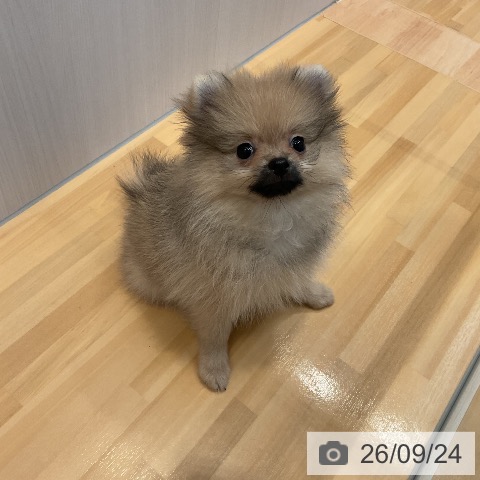 山形県のポメラニアン (ペットプラス 天童店/2026年7月7日生まれ/女の子/オレンジ)の子犬の3枚目の画像