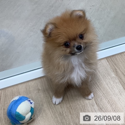 ポメラニアンの写真