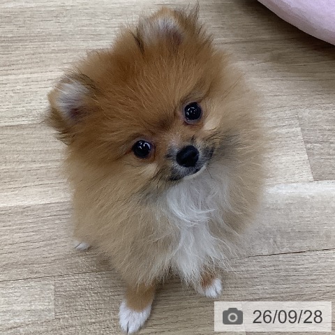 東京都のポメラニアン (ペットプラス 日の出店/2026年7月7日生まれ/女の子/オレンジ)の子犬の3枚目の画像