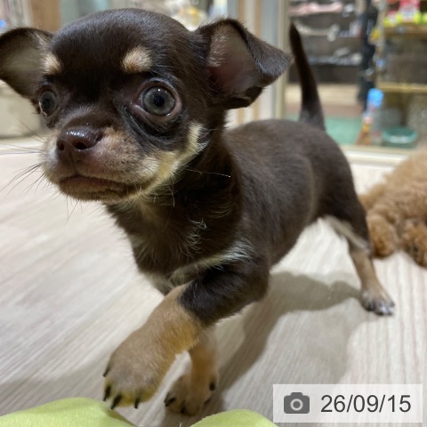 チワワの写真