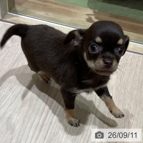 チワワの写真