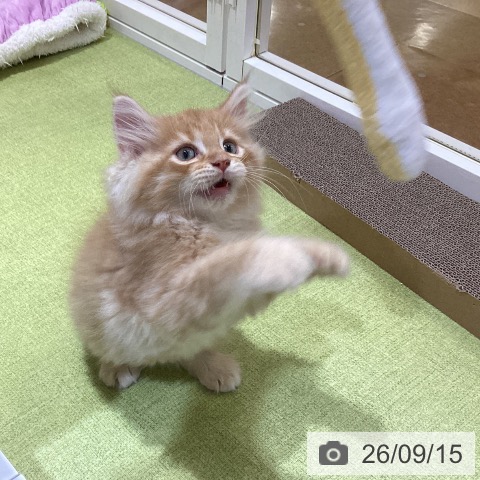 埼玉県のノルウェージャンフォレストキャット (ペットプラス 羽生店/2026年7月9日生まれ/男の子/レッドマッカレルタビーホワイト)の子猫の4枚目の画像