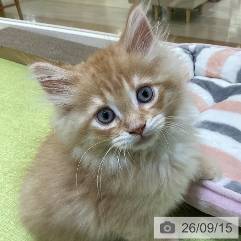 埼玉県のノルウェージャンフォレストキャット (ペットプラス 羽生店/2026年7月9日生まれ/男の子/レッドマッカレルタビーホワイト)の子猫の3枚目の画像