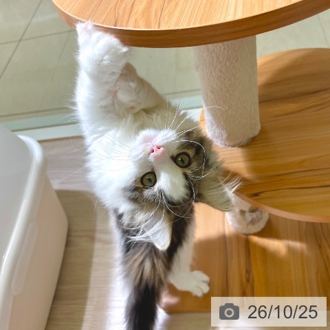 ノルウェージャンフォレストキャットの写真