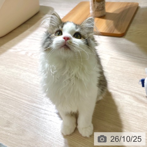 ノルウェージャンフォレストキャットの写真