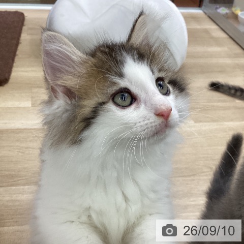 ノルウェージャンフォレストキャットの写真
