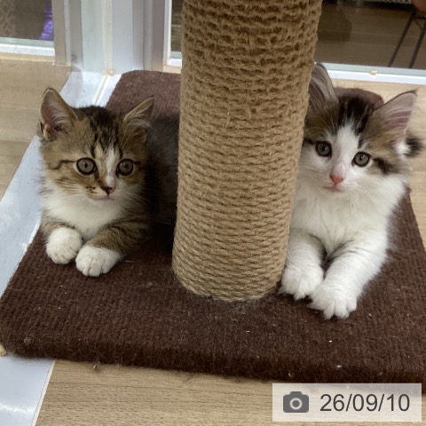 ノルウェージャンフォレストキャットの写真
