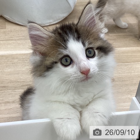 ノルウェージャンフォレストキャットの写真