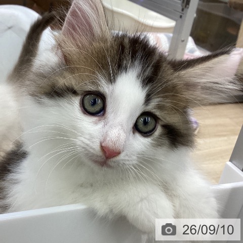 ノルウェージャンフォレストキャットの写真