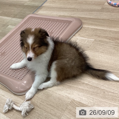 シェットランド・シープドッグの写真