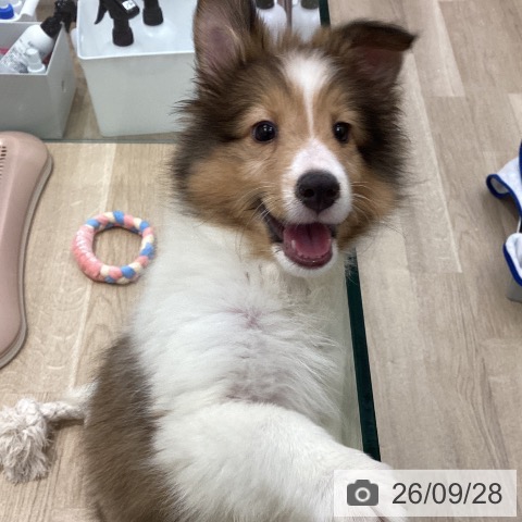 群馬県のシェットランドシープドッグ (ペットプラス イオンモール太田店/2026年7月7日生まれ/女の子/セーブルホワイト)の子犬の3枚目の画像