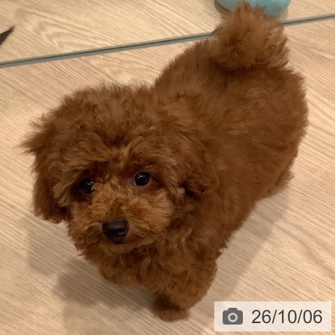 埼玉県のトイプードル(トイ) (ペットプラス 川口店/2026年7月10日生まれ/男の子/レッド)の子犬の4枚目の画像