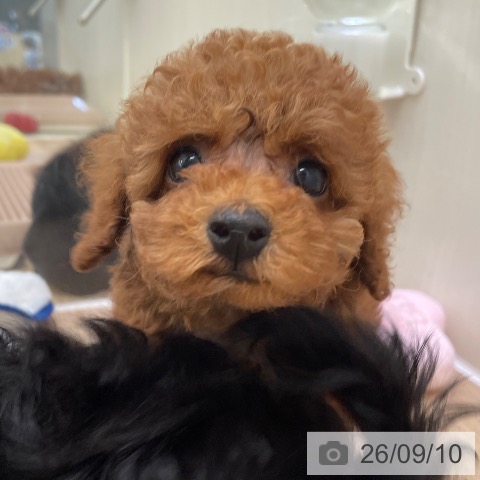 東京都のトイプードル(トイ) (ペットプラス 東久留米店/2026年7月10日生まれ/女の子/レッド)の子犬の3枚目の画像