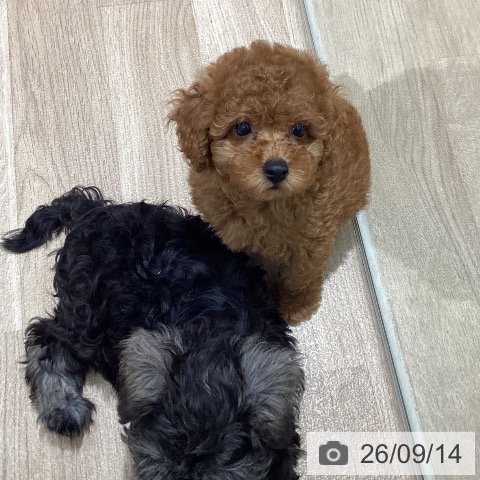 宮城県のトイプードル(トイ) (ペットプラス 仙台上杉店/2026年7月10日生まれ/男の子/レッド)の子犬の4枚目の画像