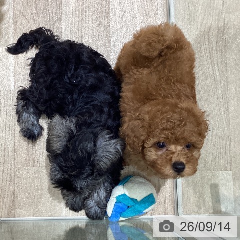 宮城県のトイプードル(トイ) (ペットプラス 仙台上杉店/2026年7月10日生まれ/男の子/レッド)の子犬の3枚目の画像
