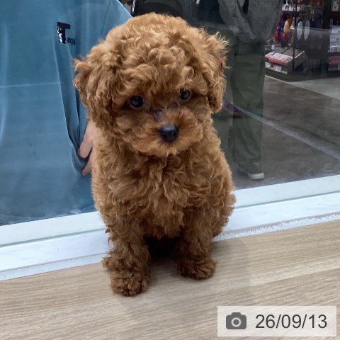 神奈川県のトイプードル(トイ) (ペットプラス 座間店/2026年7月10日生まれ/女の子/レッド)の子犬の4枚目の画像