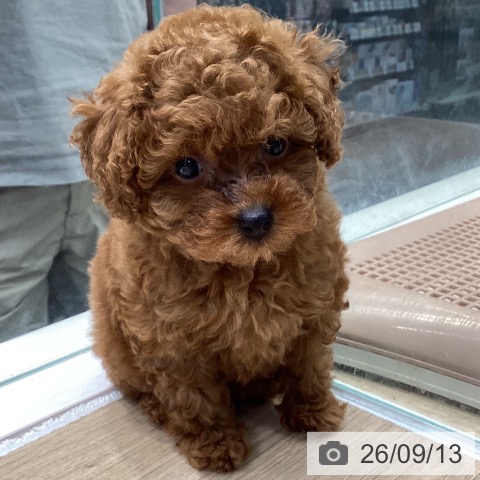 神奈川県のトイプードル(トイ) (ペットプラス 座間店/2026年7月10日生まれ/女の子/レッド)の子犬の3枚目の画像