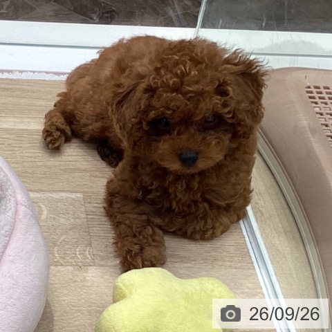 神奈川県のトイプードル(トイ) (ペットプラス 座間店/2026年7月10日生まれ/女の子/レッド)の子犬の4枚目の画像