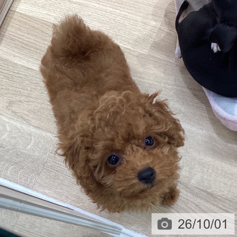 神奈川県のトイプードル(トイ) (ペットプラス 座間店/2026年7月10日生まれ/女の子/レッド)の子犬の3枚目の画像