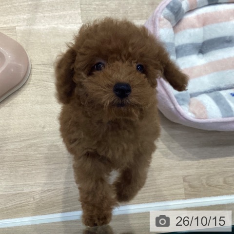 神奈川県のトイプードル(トイ) (ペットプラス 座間店/2026年7月10日生まれ/女の子/レッド)の子犬の4枚目の画像