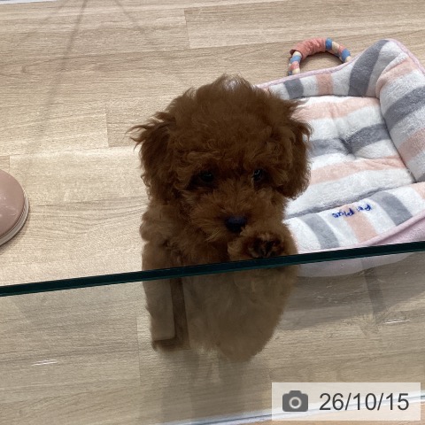 神奈川県のトイプードル(トイ) (ペットプラス 座間店/2026年7月10日生まれ/女の子/レッド)の子犬の3枚目の画像