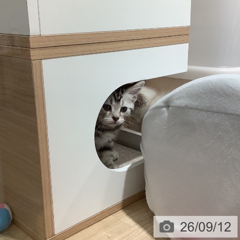 マンチカンの写真