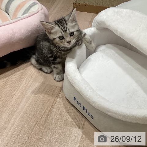 マンチカンの写真