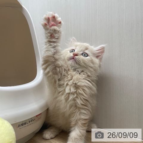 ラガマフィンの写真