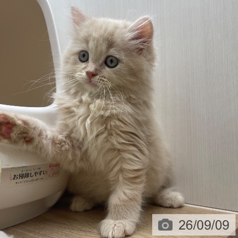 ラガマフィンの写真