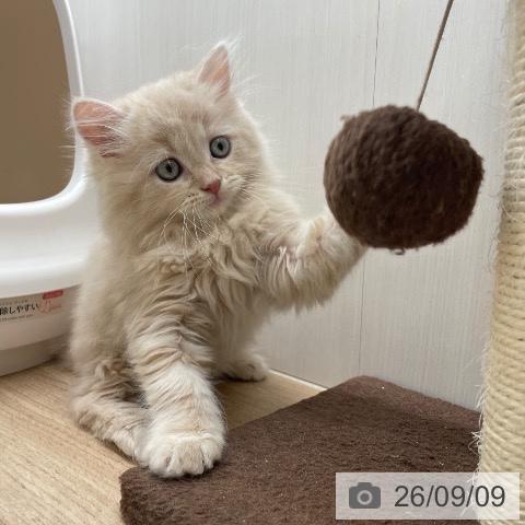 ラガマフィンの写真