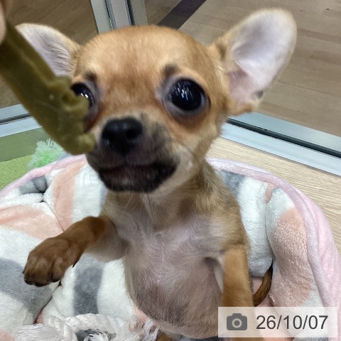 チワワの写真