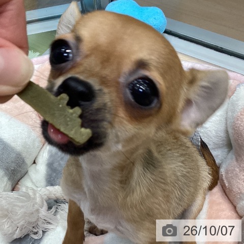 チワワの写真