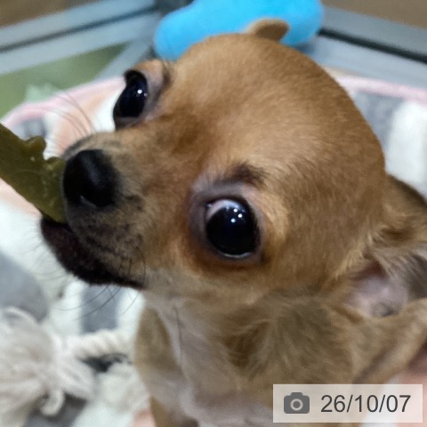 チワワの写真