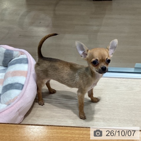 チワワの写真