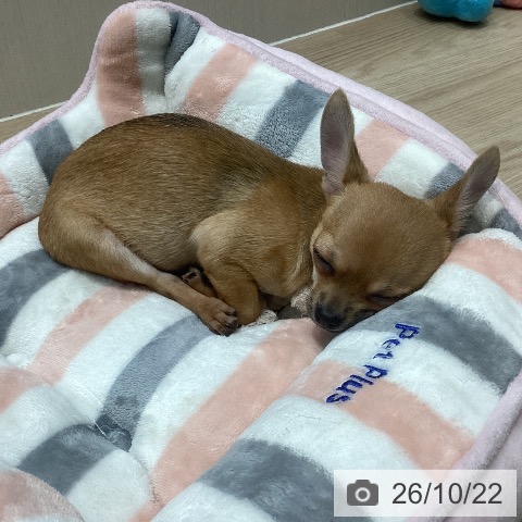 千葉県のチワワ(ロング) (ペットプラス 柏店/2026年7月7日生まれ/女の子/フォーン)の子犬の4枚目の画像