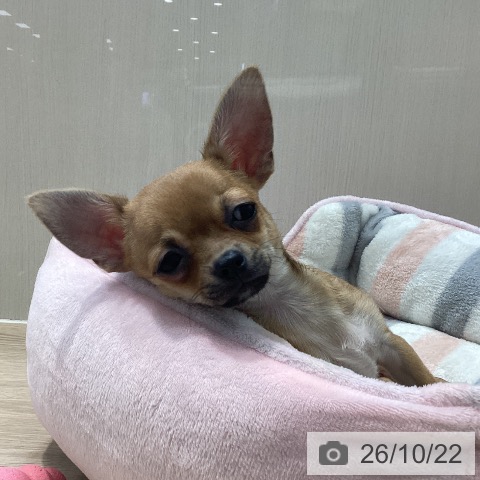 千葉県のチワワ(ロング) (ペットプラス 柏店/2026年7月7日生まれ/女の子/フォーン)の子犬の3枚目の画像