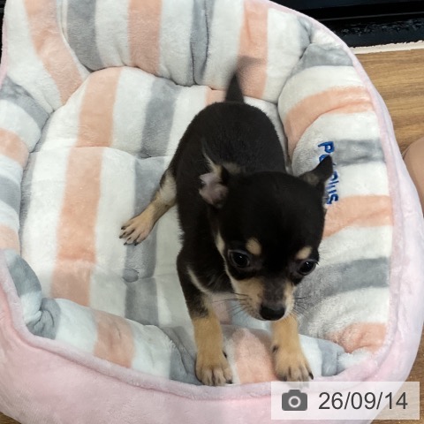 埼玉県のチワワ(ロング) (ペッツワン 新座店/2026年7月11日生まれ/男の子/ブラックタン)の子犬の4枚目の画像