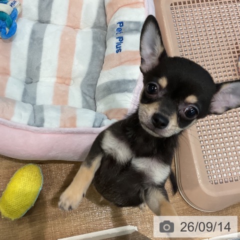 埼玉県のチワワ(ロング) (ペッツワン 新座店/2026年7月11日生まれ/男の子/ブラックタン)の子犬の3枚目の画像