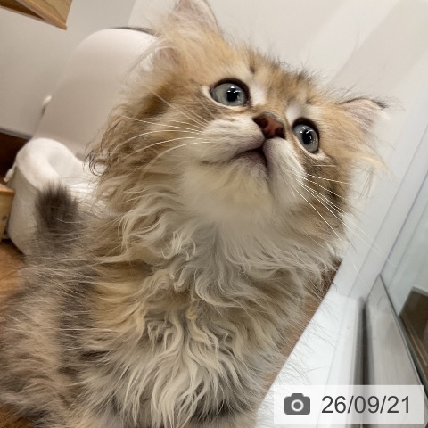 ペルシャの写真