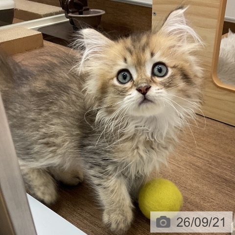 千葉県のペルシャ (ペッツワン 千葉ニュータウン店/2026年6月30日生まれ/男の子/チンチラゴールデン)の子猫の3枚目の画像