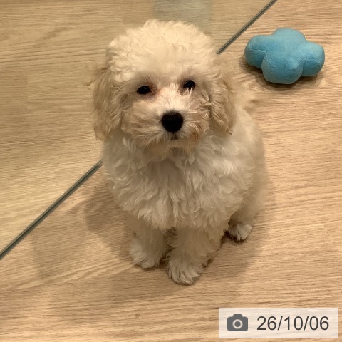 埼玉県のトイプードル(トイ) (ペットプラス 川口店/2026年7月4日生まれ/男の子/ホワイト)の子犬の4枚目の画像