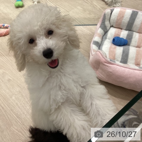 埼玉県のトイプードル(トイ) (ペットプラス 川口店/2026年7月4日生まれ/男の子/ホワイト)の子犬の4枚目の画像